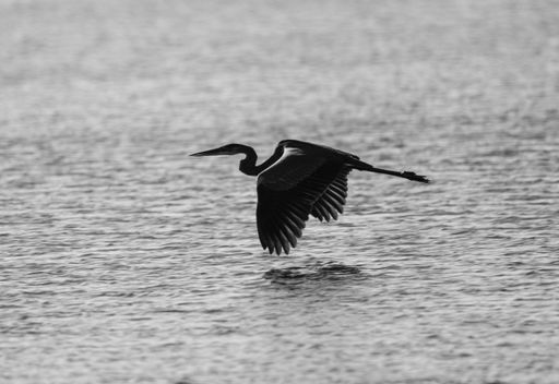 “Thanksgiving at the Lake&nbsp;House”