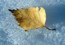 Season’s Inventory