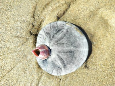 The Shoreline at&nbsp;Fifty-Seven